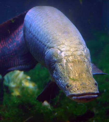 Environmental Monitor | Arapaima, Amazon River's largest fish, edging ...