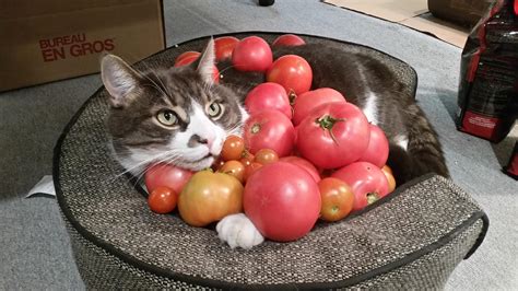 this week's tomato harvest : gardening