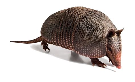 Armadillos Transmit Leprosy to Humans, Study Confirms - The New York Times