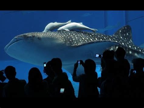 Ocean Park Hong Kong - Grand Aquarium - Attractions (part 1) - YouTube