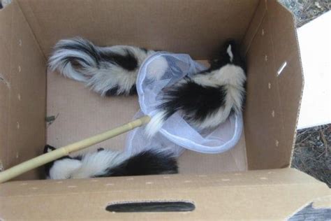 Skunk Rescue | Town of Brewster