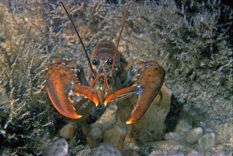 ADW: Homarus americanus: INFORMATION