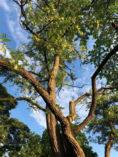 Black Locust Tree in bloom, Robinia Pseudoacacia, Botanisk Hage, Oslo ...