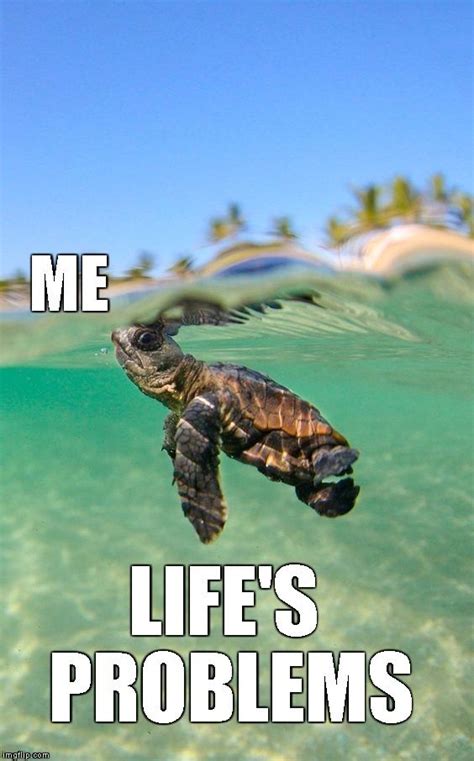 sea turtle memes - Clear Mistery