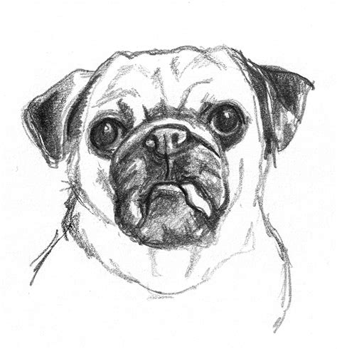 Dog sketches - Pencil drawings of dogs