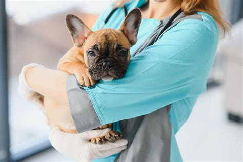 Mobile Veterinary Clinics, Vans, Bus | Wag'n Tails Mobile Vet Clinics