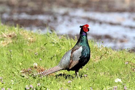 The Green Pheasant: National Bird of Japan - A-Z Animals