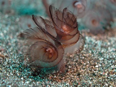 Phoronid from Verschiedene Marine Würmer