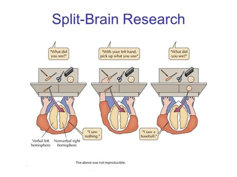 Lateralisation and Split-Brain Research Flashcards | Quizlet