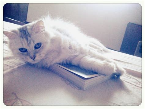 reading cat | Cats, Animals