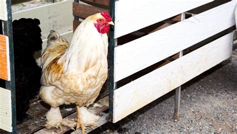 Chicken Coop Flooring: 10 Flooring Ideas (with Pros & Cons)