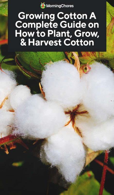 Growing Cotton: A Complete Guide on How to Plant, Grow, & Harvest Cotton