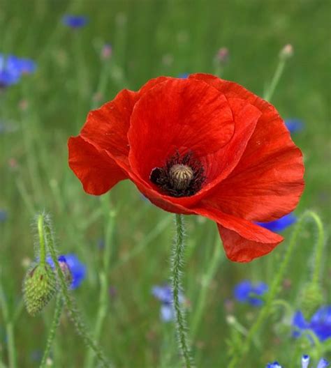 Flanders Field Poppy | John Scheepers Kitchen Garden Seeds