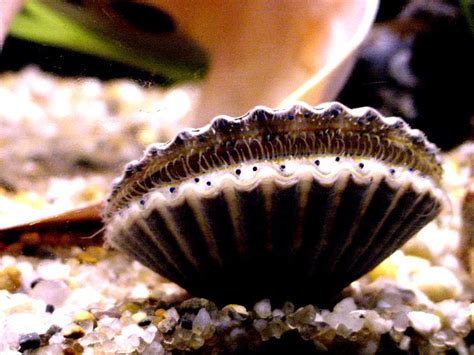 Nantucket Bay Scallops | Marine Science | Maria Mitchell Association