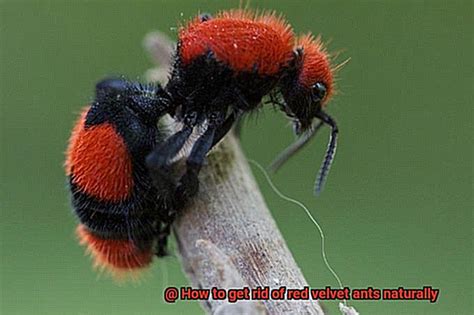 How to Get Rid Of Red Velvet Ants Naturally - Lightning Pest Control