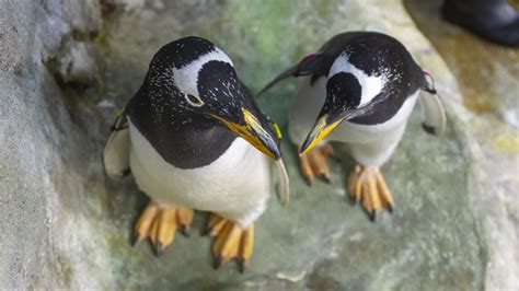 Penguins’ Rock · Tennessee Aquarium