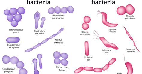 23 Different Types of Bacteria