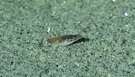 Pacific sand lance in sand under water | Fish | Bob Armstrong's Photos | naturebob.com