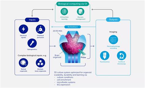 What are ‘Bio-Computers’ and what can they tell us about the human brain? - Civilsdaily