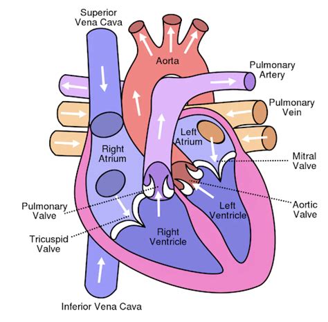 Heart Murmur In Dogs - My Vet Animal Hospital