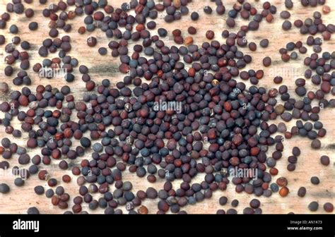 turnip (Brassica rapa rapa), seeds Stock Photo - Alamy