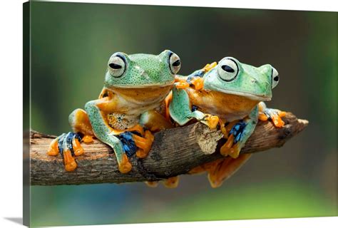 Javan Gliding Tree frogs Wall Art, Canvas Prints, Framed Prints, Wall Peels | Great Big Canvas