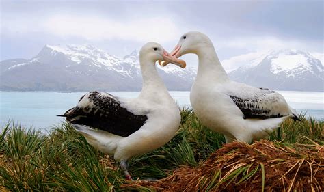 Wandering albatrosses are the bird species with the largest wingspan ...