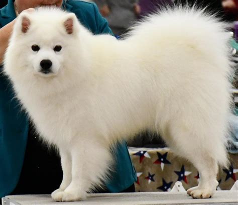 American Eskimo Dog