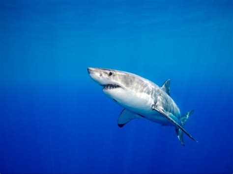 The 10 most dangerous animals in the Mediterranean