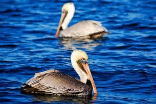 Mosquito Lagoon & Indian River Wildlife Gallery