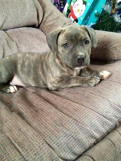 my first pittie will be a blue brindle. adorable | Too cute | Pinterest | Sweet, Blue and Pit bull