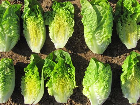 Available immediately-Baeza Baby Gem lettuce variety- Price per 200 ...