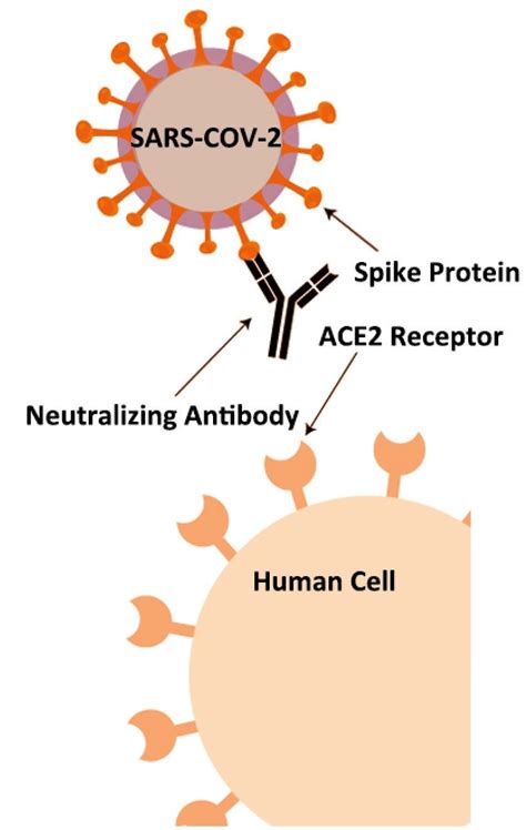 Antibody Neutralization