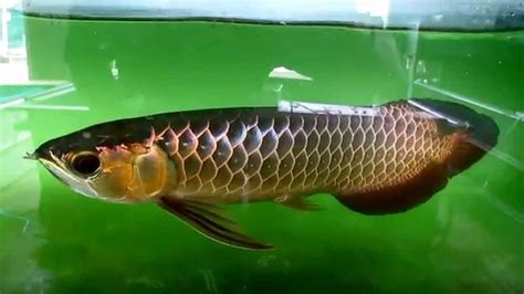 Marugen Fish Farm - Crossback Golden Arowana - YouTube