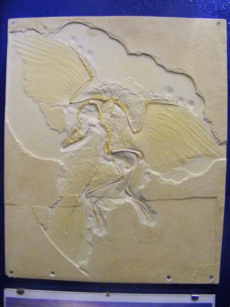 Archaeopteryx | Fossil replica of Archaeopteryx lithographic… | Flickr