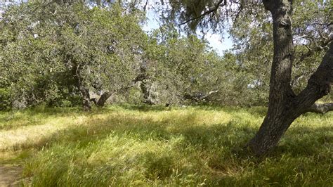 Grassy Meadow Free Stock Photo - Public Domain Pictures