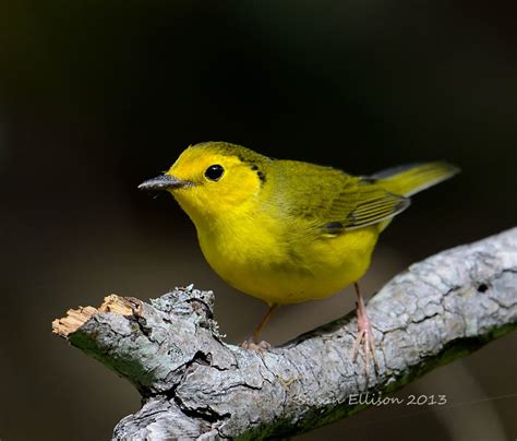 hooded warbler (female) a migratory bird of the Texas - FeederWatch