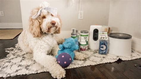 How to Train an Aussiedoodle Puppy | Puppy Potty Training Tips - torey ...