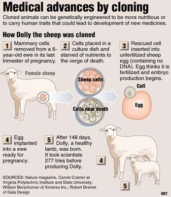 Dolly, First Cloned Sheep