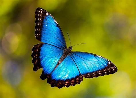 mariposa-morpho-azul | Liberia Airport Shuttle | Costa Rica Transfers