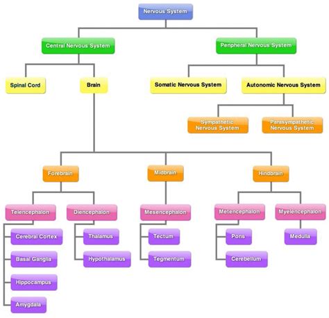 3.1. Coordination function (I). The nervous system | Medical school ...