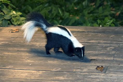 Skunk Trapping & Removal Services - Varment Guard Wildlife Services