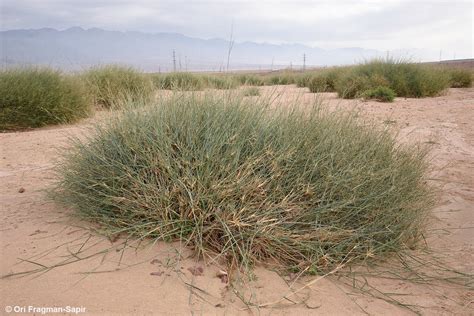 Panicum turgidum Forssk. | Plants of the World Online | Kew Science