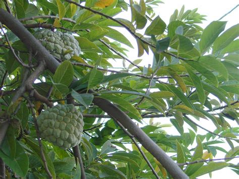 Custard Apple Farming: জেনে নিন আতা ফলের সহজ চাষ পদ্ধতি