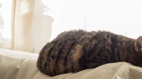 Cat Seizures in Older Cats – Symptoms & Treatment | Purina