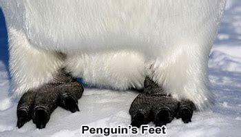 Penguin's Feet