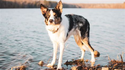 Border Collie Great Dane Mix: Complete Guide - BorderCollieTalk