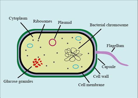 Bacterial Cell Possesses a Glycocalyx Which of the Following