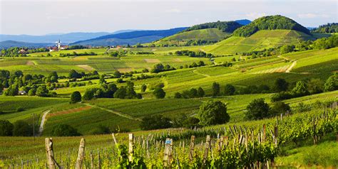 The All-inclusive Guide to German Wine Regions | Vintage Roots Ltd.