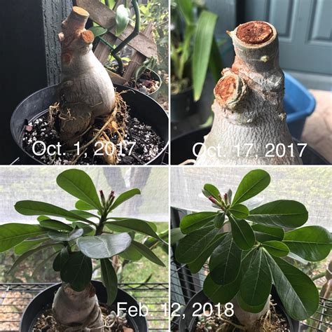 Hard pruning progress : r/DesertRose